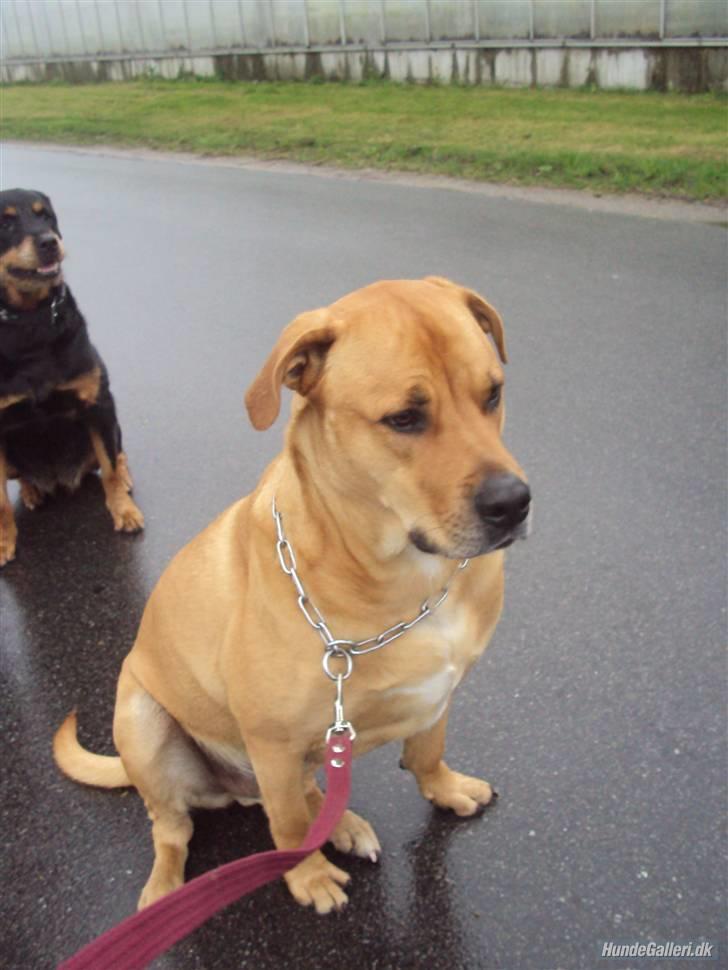 Blanding af racer  >Bamse< aflivet.  billede 1