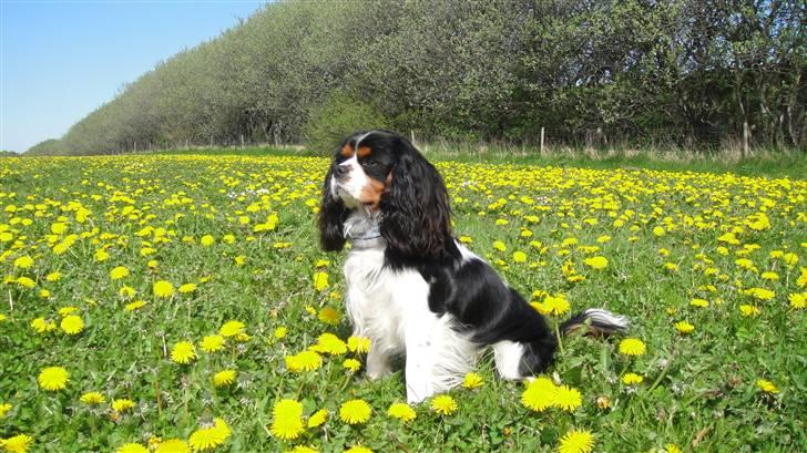 Cavalier king charles spaniel Jobbe - Forår 2010 billede 16