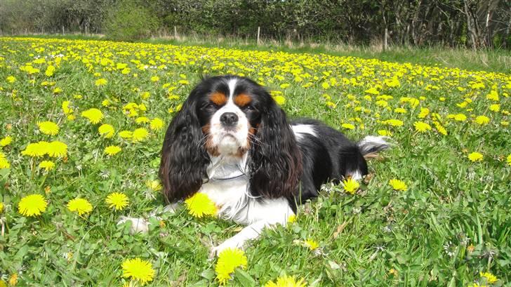 Cavalier king charles spaniel Jobbe - Forår 2010 billede 17