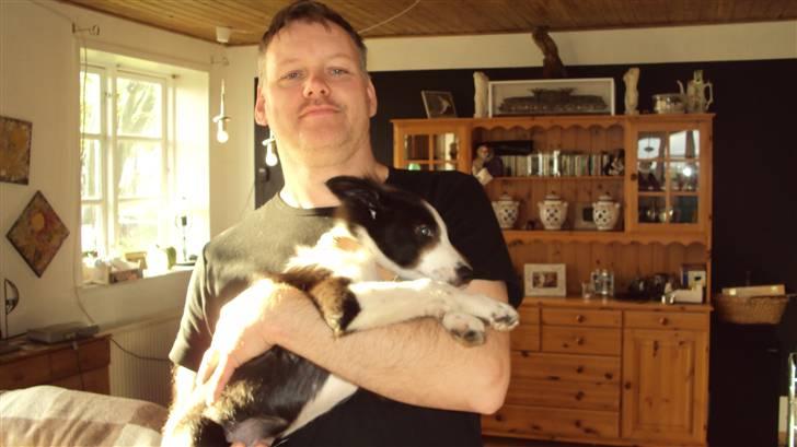 Border collie chang billede 11