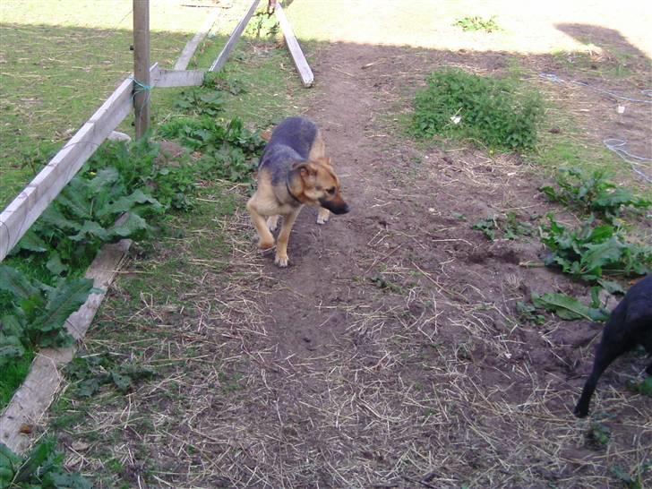 Blanding af racer Daisy - taget den 18-05/10 billede 6