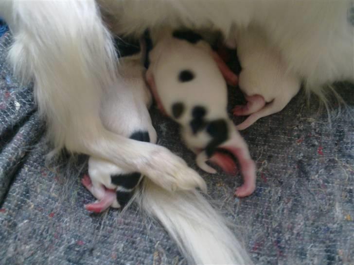 Papillon pepsi - 17-5-2010 de søde små billede 8