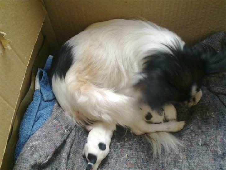 Papillon pepsi - pepsis og hendes dejlig søde hvalpe billede 9