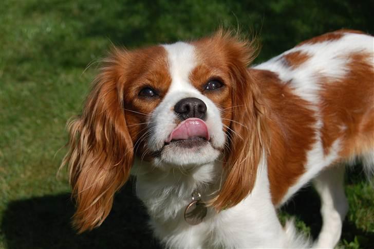 Cavalier king charles spaniel Freja - Frække freja "jeg vil også ha is" billede 1