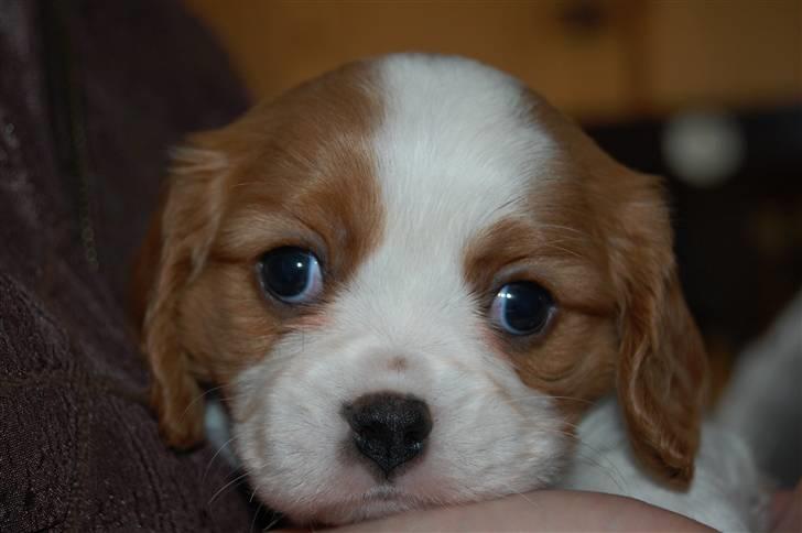 Cavalier king charles spaniel Freja - også taget på første besøg hos opdrætter billede 2