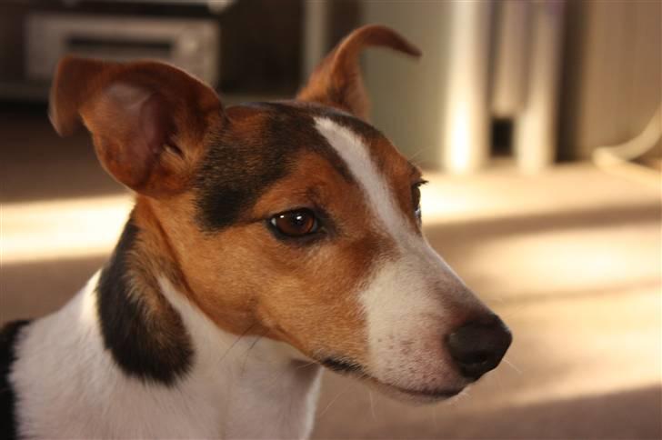 Jack russell terrier victor R.I.P billede 1