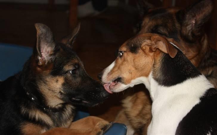 Jack russell terrier victor R.I.P billede 2