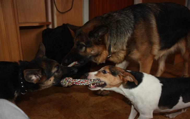 Jack russell terrier victor R.I.P billede 3