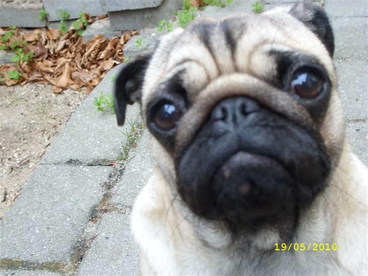 Mops - Danita's Ditte  - Hej og velkommen til min verden. Jeg hedder Ditte og er en mops, som elsker at få besøg :) billede 1