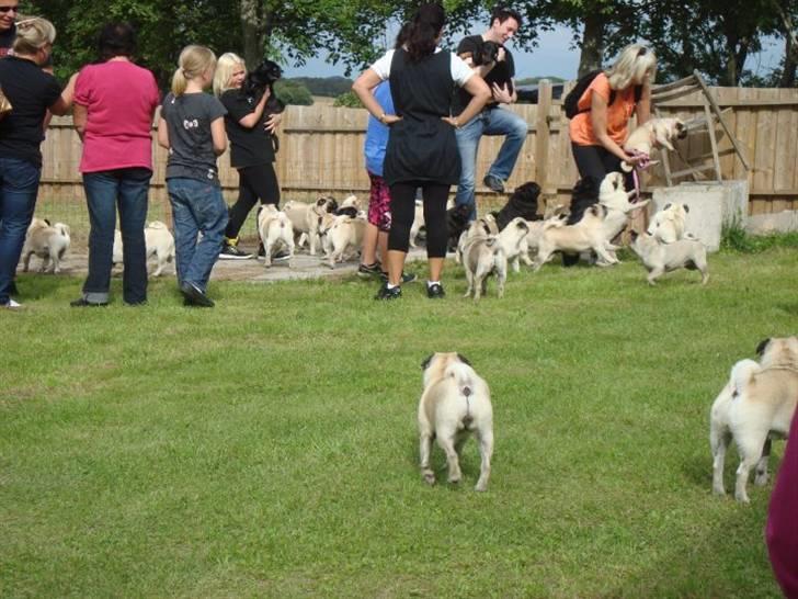 Mops - Danita's Ditte  - Mopse-træf hos Kennel Danita, og sikke en velkomst :) billede 2