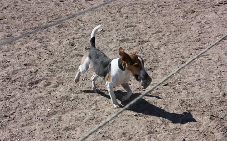 Jack russell terrier victor R.I.P billede 4