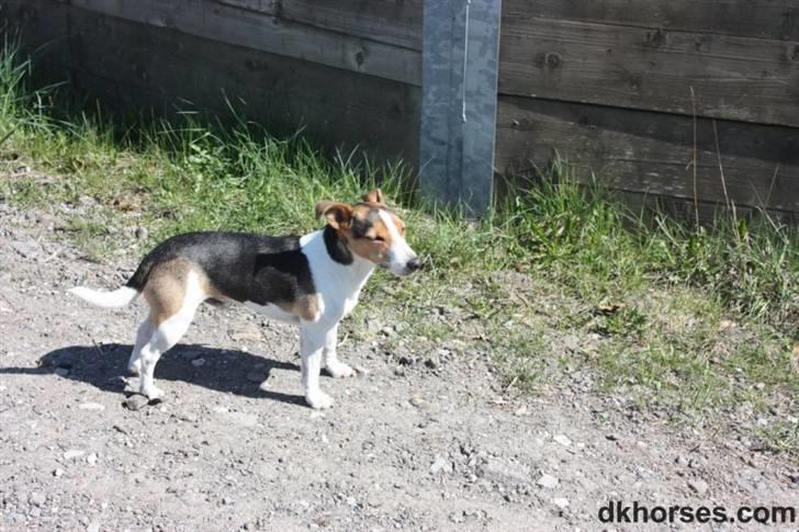 Jack russell terrier victor R.I.P billede 5