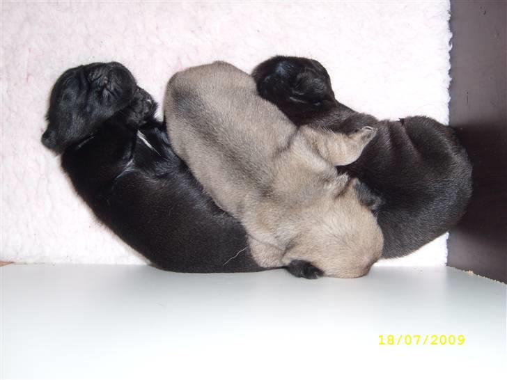 Mops - Danita's Ditte  - Her 3 uger mellem sine brødre billede 3