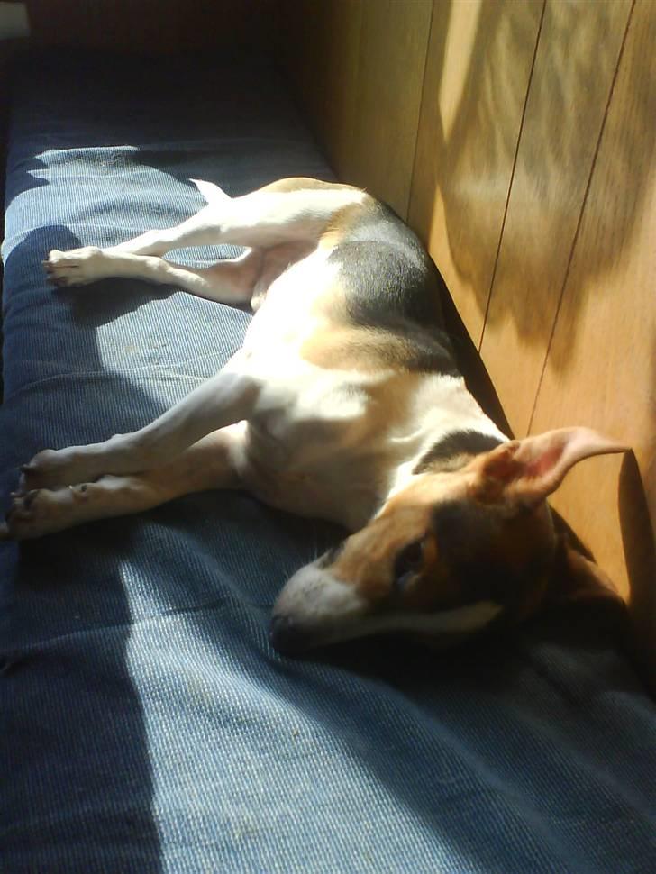 Jack russell terrier victor R.I.P billede 6