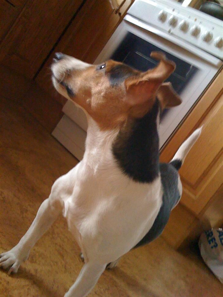 Jack russell terrier victor R.I.P billede 7