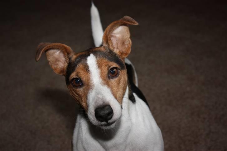 Jack russell terrier victor R.I.P billede 8