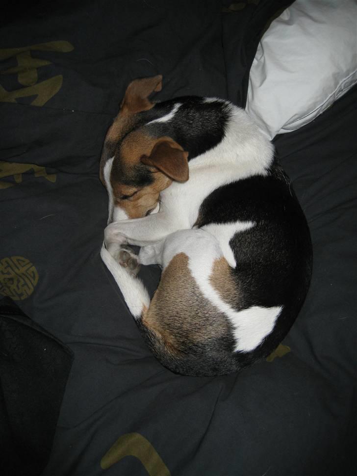 Jack russell terrier victor R.I.P billede 9