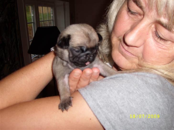 Mops - Danita's Ditte  - Første møde, 3 uger. billede 4