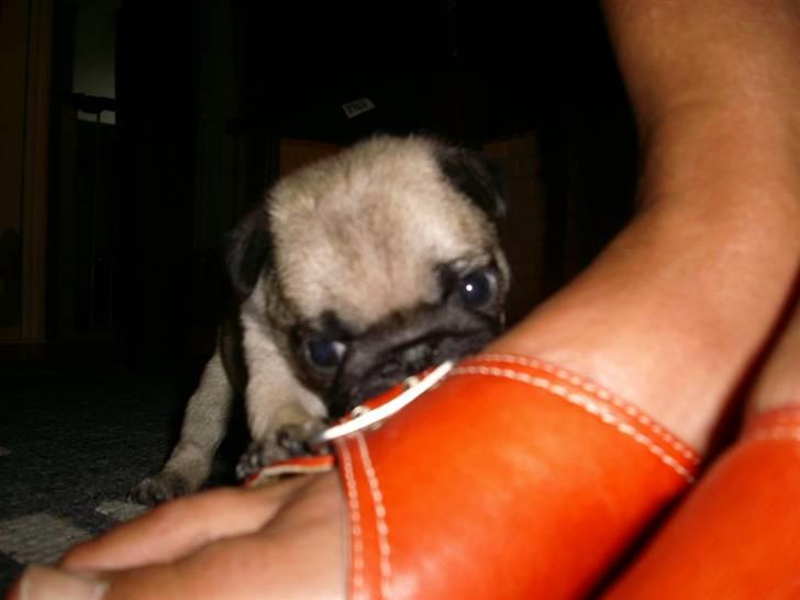 Mops - Danita's Ditte  - 5 uger billede 5