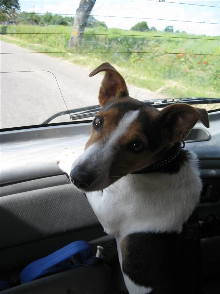 Jack russell terrier victor R.I.P billede 10