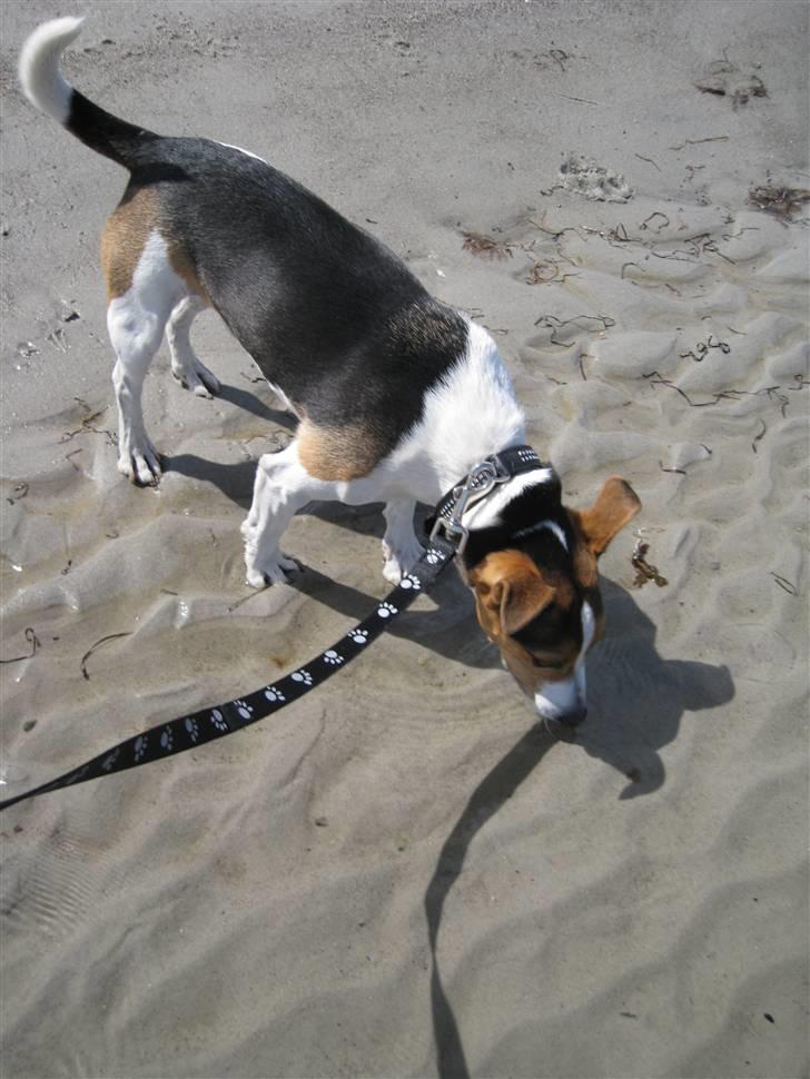 Jack russell terrier victor R.I.P billede 11