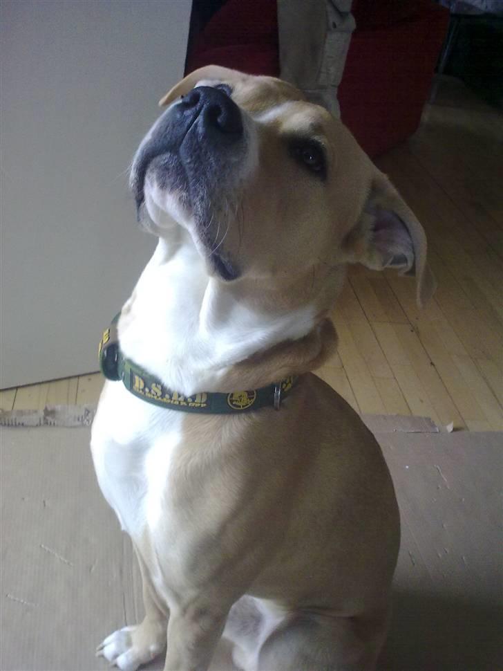 Blanding af racer Diego billede 6