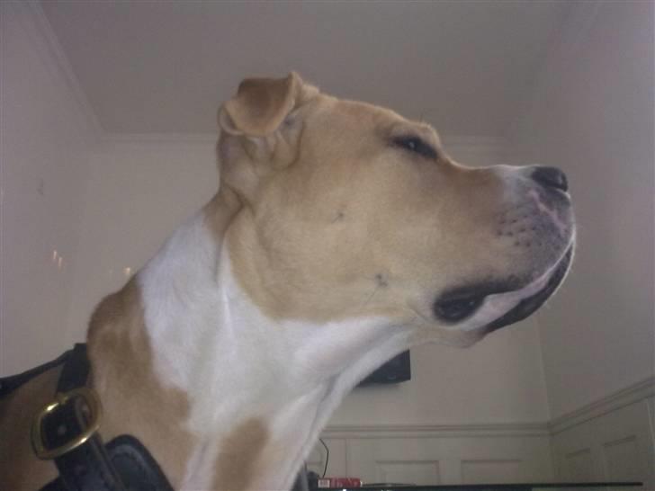 Blanding af racer Diego billede 7