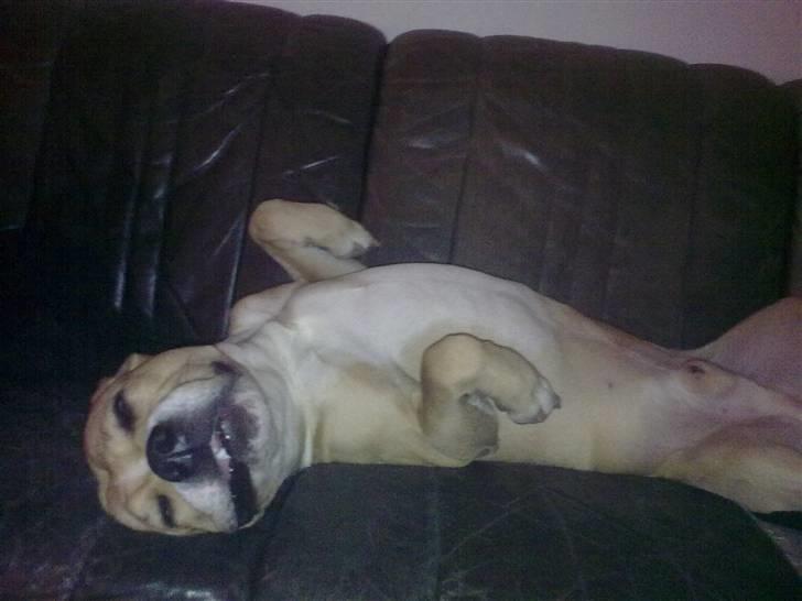 Blanding af racer Diego billede 8