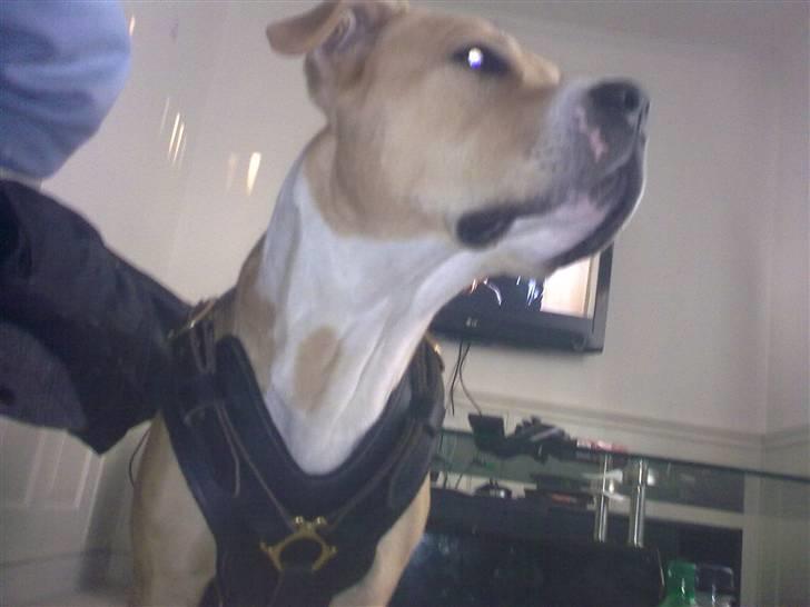 Blanding af racer Diego billede 9