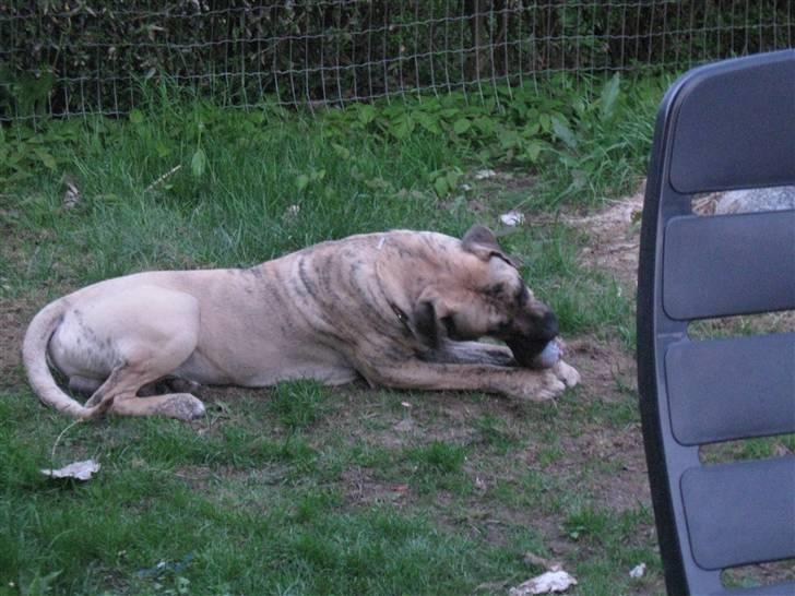 Dogo canario Becco billede 1