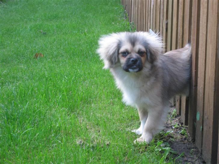 Tibetansk spaniel Chulo's Rang-Po (Rangle) - Øv, dumme mor. Kan du dog ikke hjælpe mig fri i stedet for bare at tage billede? billede 2