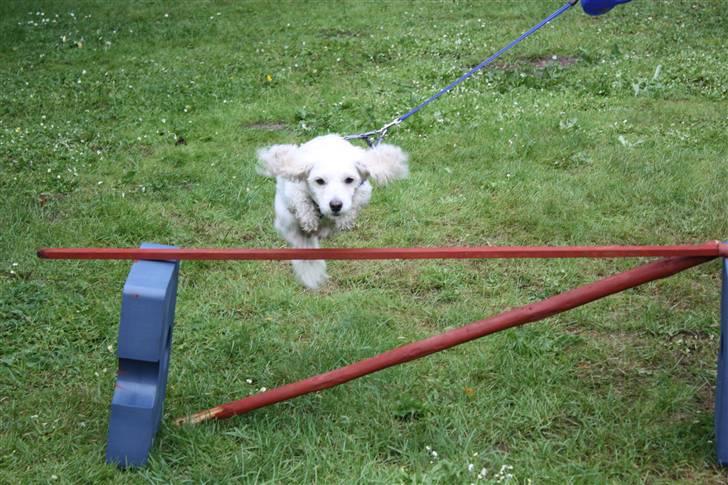 Coton de tulear Jasmin billede 12