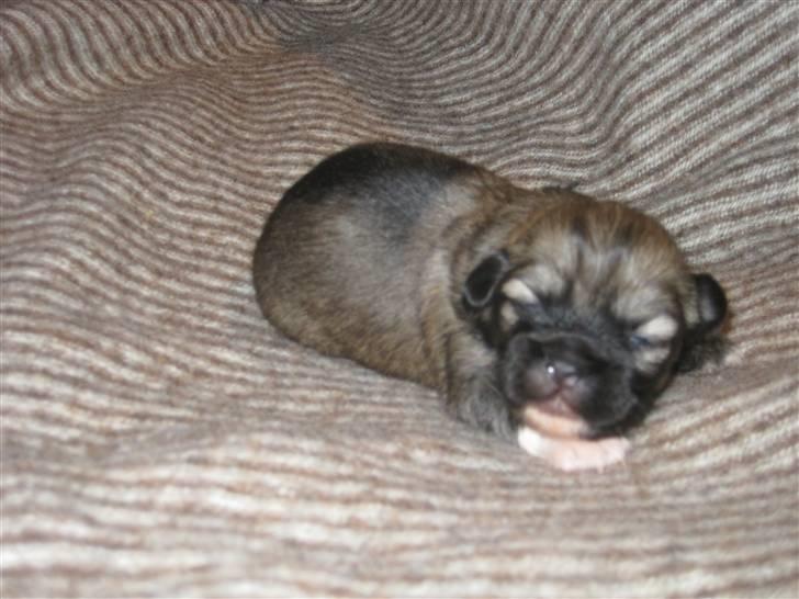 Tibetansk spaniel Chulo's Rang-Po (Rangle) billede 3