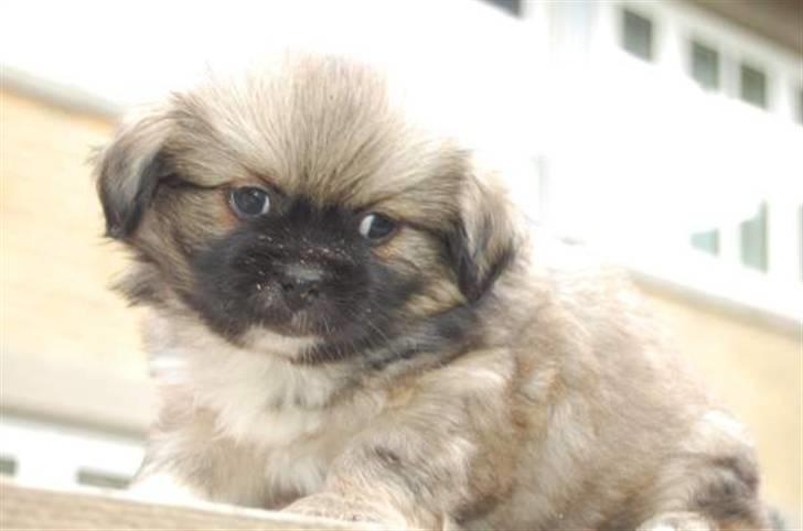 Tibetansk spaniel Chulo's Rang-Po (Rangle) billede 4