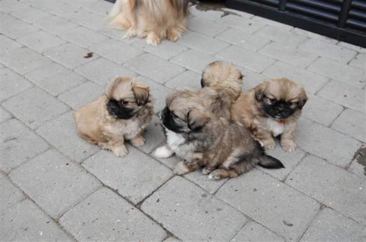 Tibetansk spaniel Chulo's Rang-Po (Rangle) billede 5