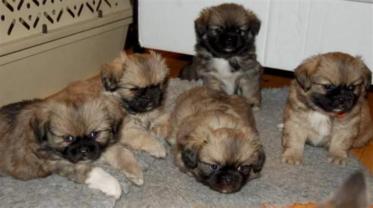 Tibetansk spaniel Chulo's Rang-Po (Rangle) billede 6