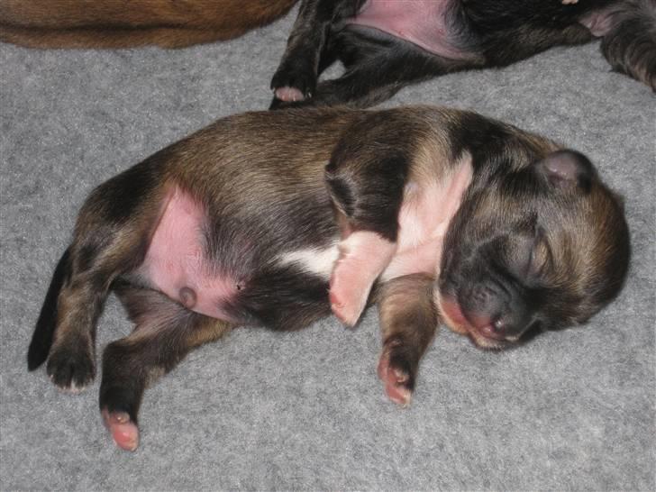 Tibetansk spaniel Chulo's Rang-Po (Rangle) - Kun et par dage gammel billede 7