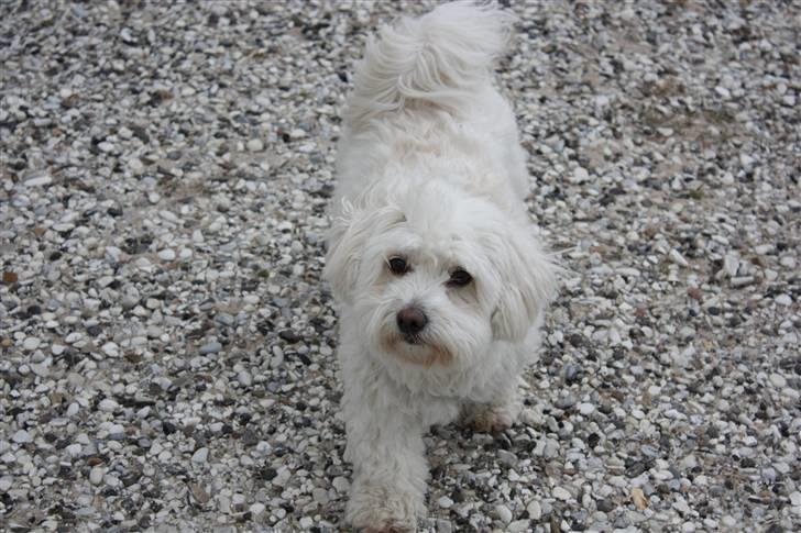 Coton de tulear Jasmin billede 13