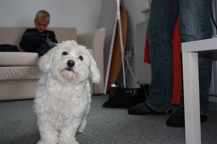 Coton de tulear Jasmin billede 14