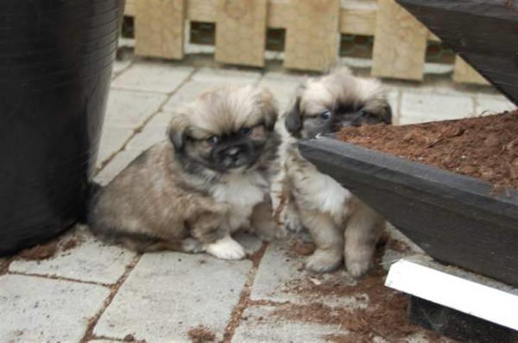 Tibetansk spaniel Chulo's Rang-Po (Rangle) billede 8