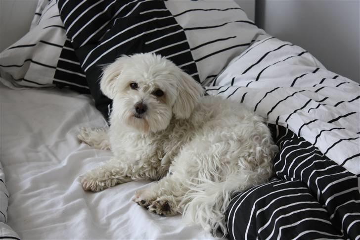 Coton de tulear Jasmin billede 15