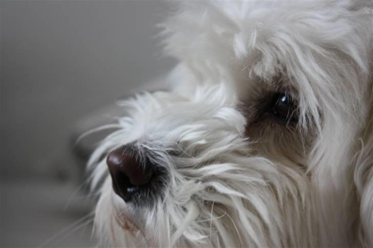Coton de tulear Jasmin billede 16