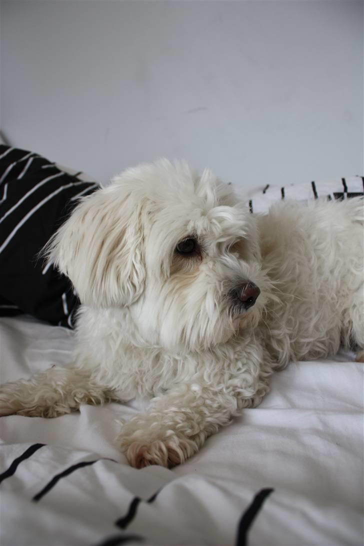 Coton de tulear Jasmin billede 17