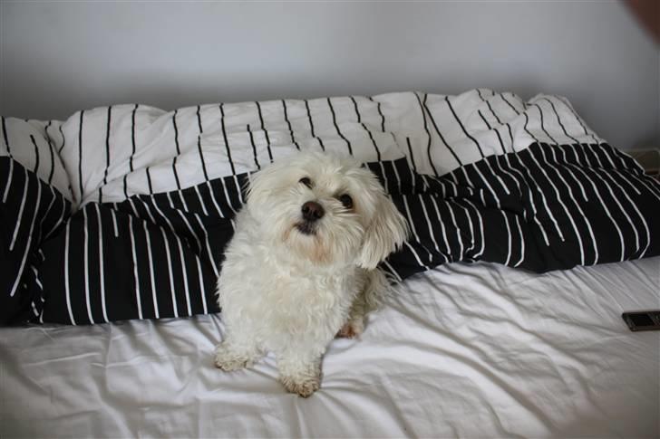 Coton de tulear Jasmin billede 18