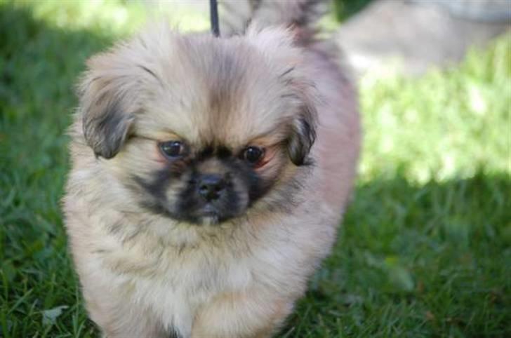 Tibetansk spaniel Chulo's Ransi  billede 1