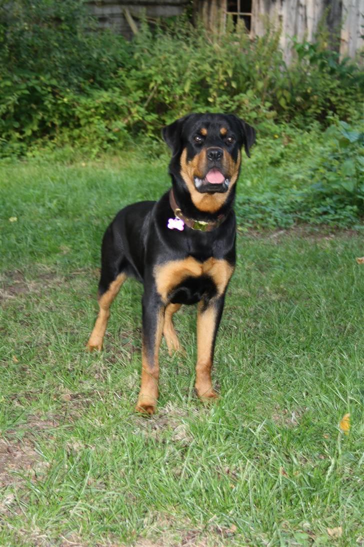 Rottweiler Bertram  - 10 mdr billede 18