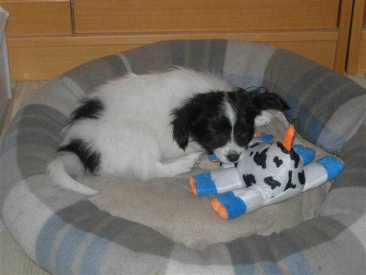 Papillon Nikki billede 7