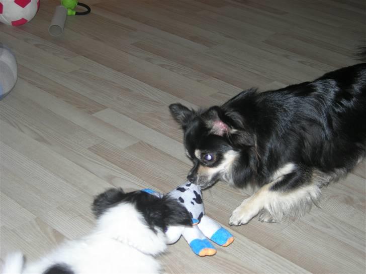 Papillon Nikki billede 8