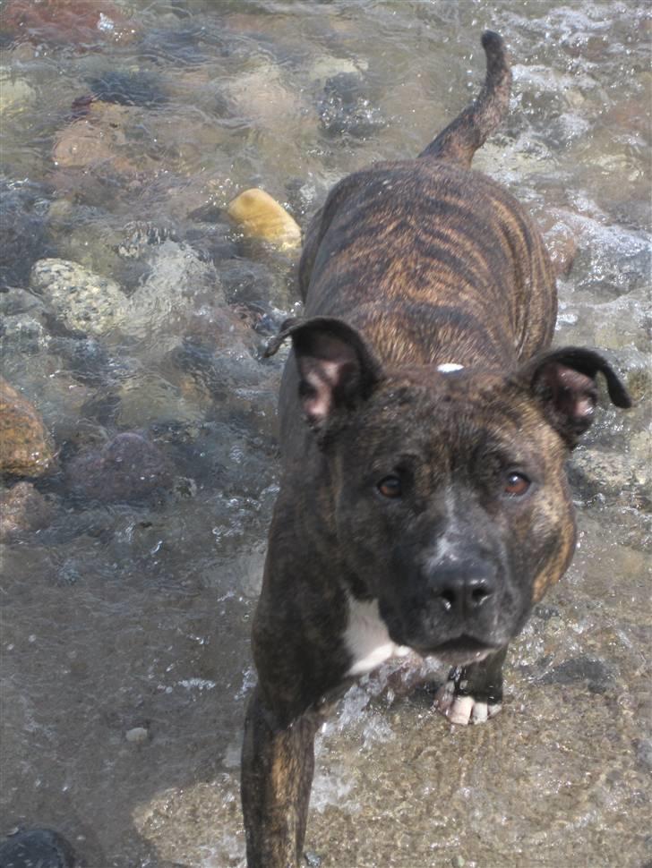 Amerikansk staffordshire terrier Tøsen billede 2