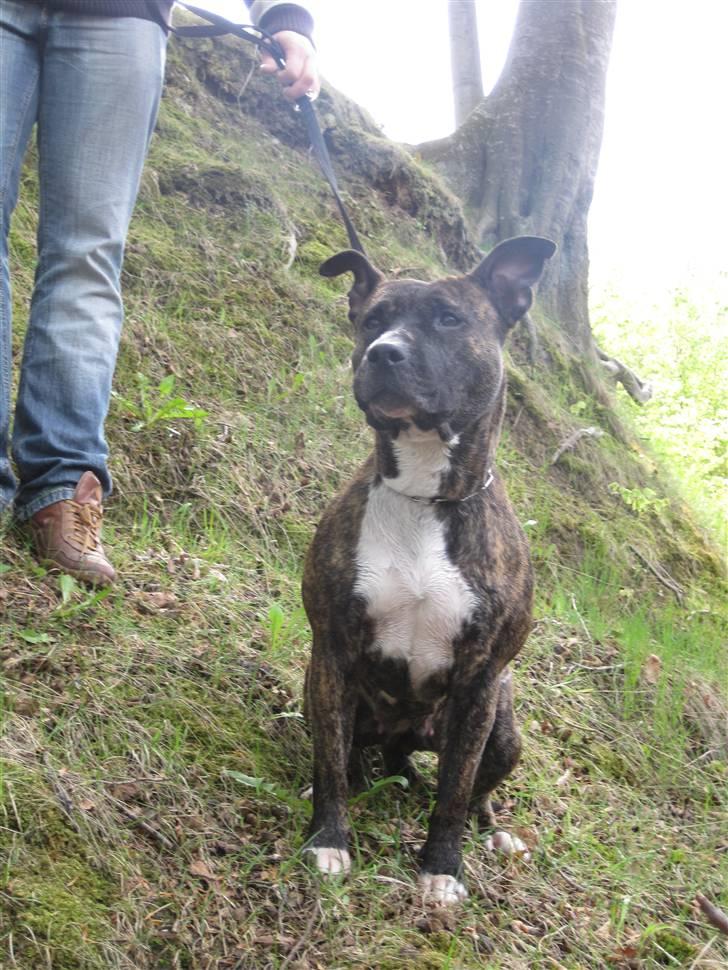 Amerikansk staffordshire terrier Tøsen billede 3